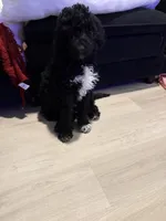 Mila , a female Goldendoodle for sale in Apple Valley, MN – Photo 5 of 10