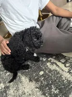 Mila , a female Goldendoodle for sale in Apple Valley, MN – Photo 10 of 10