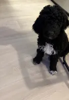 Mila , a female Goldendoodle for sale in Apple Valley, MN – Photo 3 of 10