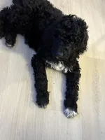 Mila , a female Goldendoodle for sale in Apple Valley, MN – Photo 4 of 10