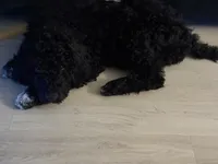 Mila , a female Goldendoodle for sale in Apple Valley, MN – Photo 2 of 10