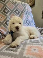 Rock, a male Poodle - Standard  and Double Doodle for sale in Houghton Lake, MI – 4 of 10