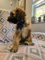 Rock, a male Poodle - Standard  and Double Doodle for sale in Houghton Lake, MI – 7 of 10