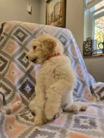 Rock, a male Poodle - Standard  and Double Doodle for sale in Houghton Lake, MI – 8 of 10