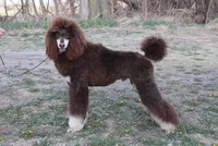 Bandita, a female Poodle - Standard  and Double Doodle for sale in Houghton Lake, MI – 4 of 10
