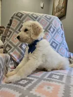 Bandita, a female Poodle - Standard  and Double Doodle for sale in Houghton Lake, MI – 9 of 10