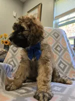 Pip, a male Poodle - Standard  and Double Doodle for sale in Houghton Lake, MI – 5 of 5