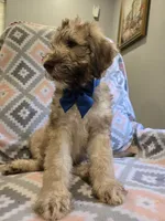 Pip, a male Poodle - Standard  and Double Doodle for sale in Houghton Lake, MI – 1 of 5