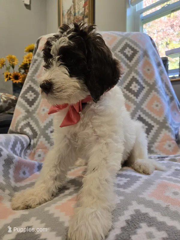 Bandita – Poodle - Standard , Double Doodle puppy for sale in Houghton Lake, MI