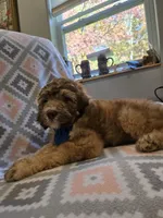 Rock, a male Poodle - Standard  and Double Doodle for sale in Houghton Lake, MI – 1 of 10