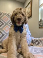 Rock, a male Poodle - Standard  and Double Doodle for sale in Houghton Lake, MI – 3 of 10