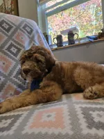 Bandita, a female Poodle - Standard  and Double Doodle for sale in Houghton Lake, MI – 10 of 10