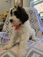 Pip, a male Poodle - Standard  and Double Doodle for sale in Houghton Lake, MI – 4 of 5