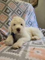 Bandita, a female Poodle - Standard  and Double Doodle for sale in Houghton Lake, MI – 6 of 10