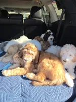 Rock, a male Poodle - Standard  and Double Doodle for sale in Houghton Lake, MI – 2 of 10