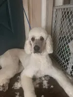 Bandita, a female Poodle - Standard  and Double Doodle for sale in Houghton Lake, MI – 3 of 10