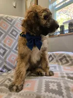 Bandita, a female Poodle - Standard  and Double Doodle for sale in Houghton Lake, MI – 7 of 10