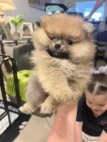 Honey Orange Pomeranian, a female Pomeranian for sale in Miami, FL – 8 of 10