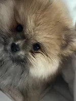 Honey Orange Pomeranian, a female Pomeranian for sale in Miami, FL – 2 of 10