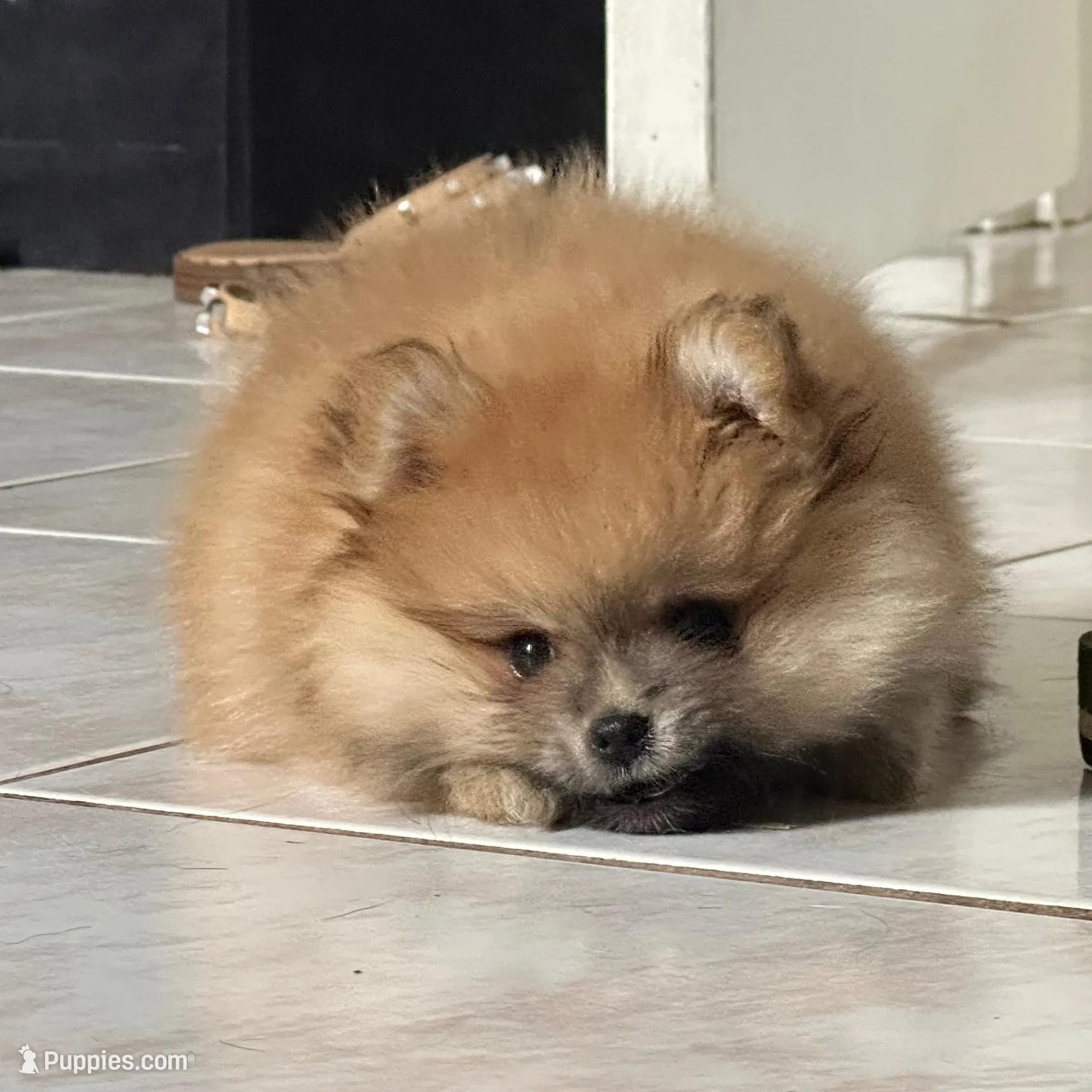 Honey Orange Pomeranian – Pomeranian puppy for sale in Miami, FL