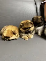 Honey Orange Pomeranian, a female Pomeranian for sale in Miami, FL – 9 of 10