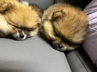 Honey Orange Pomeranian, a female Pomeranian for sale in Miami, FL – 6 of 10
