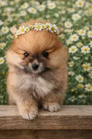 Honey Orange Pomeranian, a female Pomeranian for sale in Miami, FL – 5 of 10