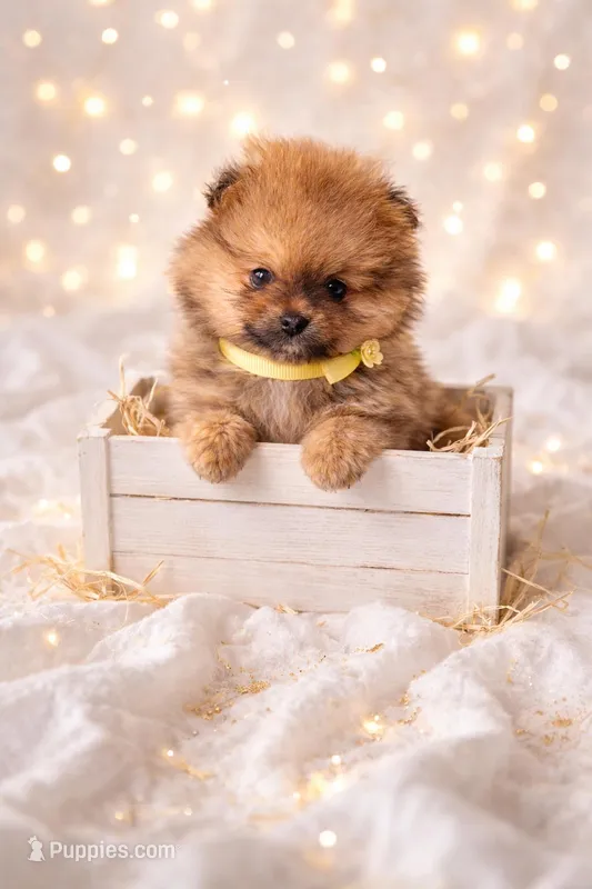 Honey Orange Pomeranian – Pomeranian puppy for sale in Miami, FL