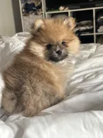Honey Orange Pomeranian, a female Pomeranian for sale in Miami, FL – 4 of 10