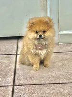 Ember Orange Pom, a female Pomeranian for sale in Miami, FL – 4 of 7