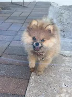 Ember Orange Pom, a female Pomeranian for sale in Miami, FL – 7 of 7