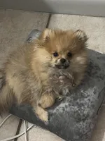 Ember Orange Pom, a female Pomeranian for sale in Miami, FL – 5 of 7