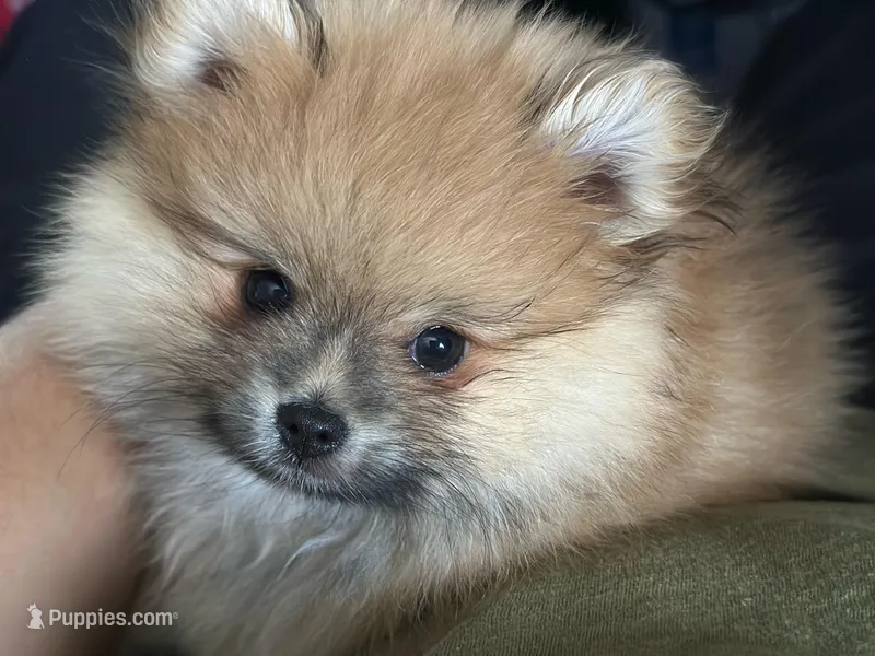 Ember Orange Pom – Pomeranian puppy for sale in Miami, FL