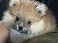 Ember Orange Pom, a female Pomeranian for sale in Miami, FL – Photo 1 of 3