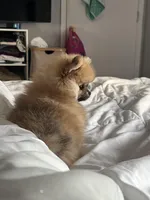 Ember Orange Pom, a female Pomeranian for sale in Miami, FL – Photo 2 of 3