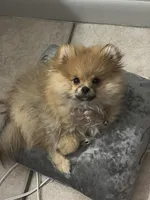 Ember Orange Pom, a female Pomeranian for sale in Miami, FL – 6 of 7