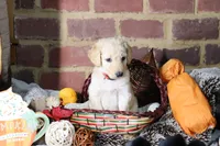 Bolt, a male Goldendoodle for sale in Knoxville, TN – 2 of 2