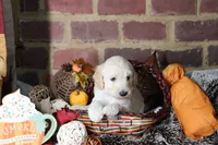 Gaston, a male Goldendoodle for sale in Knoxville, TN – 2 of 3