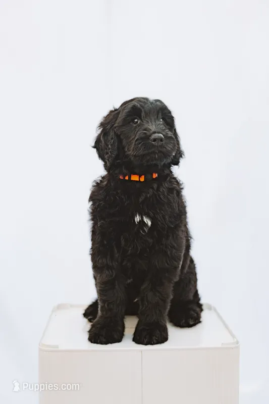 Tigger – Goldendoodle puppy for sale in Knoxville, TN