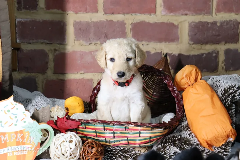 Bolt – Goldendoodle puppy for sale in Knoxville, TN
