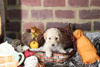 Olaf, a male Goldendoodle for sale in Knoxville, TN – 1 of 2