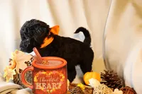 Jafar, a male Goldendoodle for sale in Knoxville, TN – 2 of 4