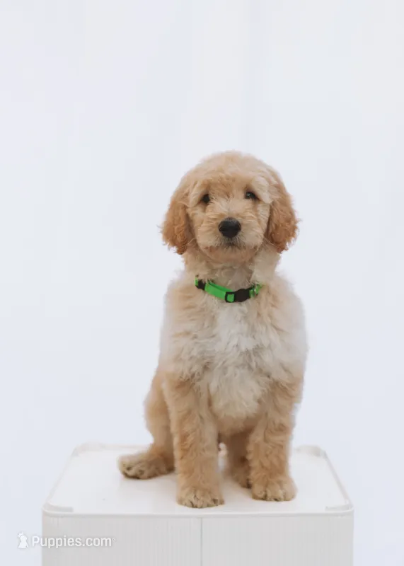 Olaf – Goldendoodle puppy for sale in Knoxville, TN