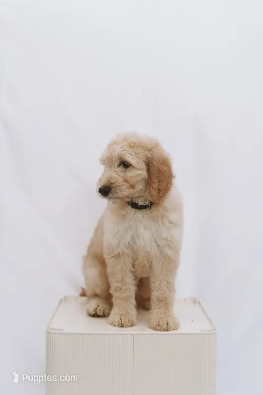 Gaston – Goldendoodle puppy for sale in Knoxville, TN