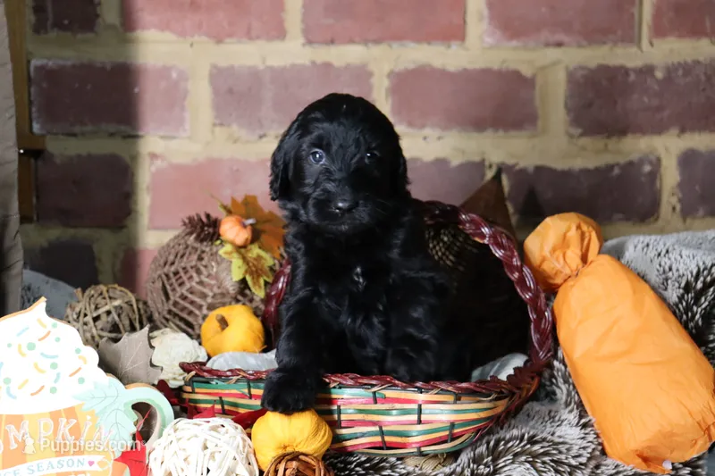 Tigger – Goldendoodle puppy for sale in Knoxville, TN