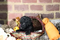 Jafar, a male Goldendoodle for sale in Knoxville, TN – 4 of 4