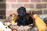 Jafar, a male Goldendoodle for sale in Knoxville, TN – 3 of 4