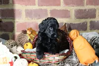 Tigger, a male Goldendoodle for sale in Knoxville, TN – 2 of 2