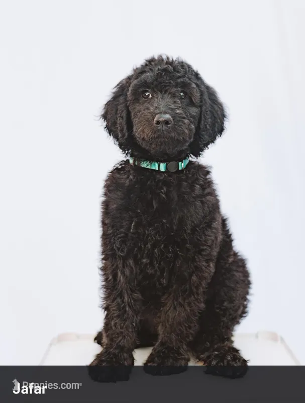 Jafar – Goldendoodle puppy for sale in Knoxville, TN