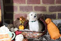 Gaston, a male Goldendoodle for sale in Knoxville, TN – 3 of 3